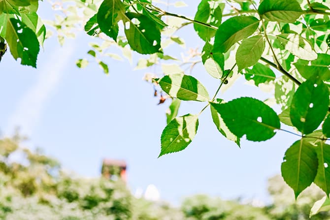 Z fcスペシャルコンテンツの作品