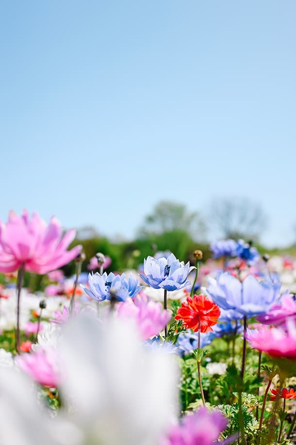 Z fcスペシャルコンテンツの作品