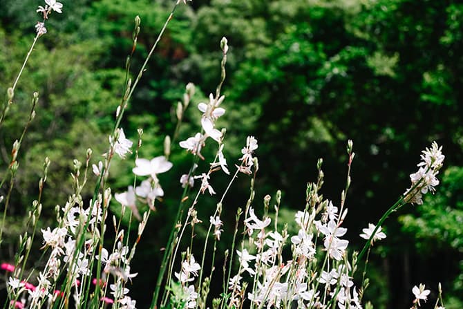 Z fcスペシャルコンテンツの作品