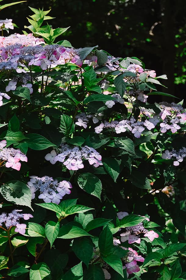 Z fcスペシャルコンテンツの作品