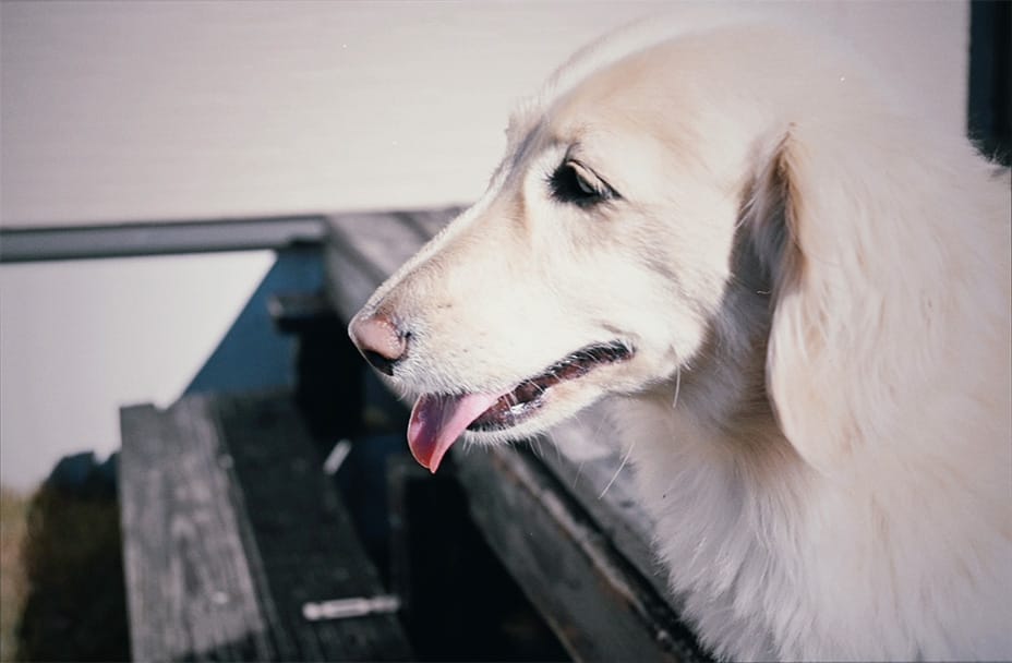 Z fcスペシャルコンテンツの作品