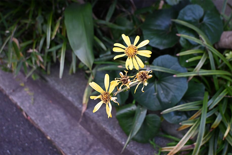 Z fcスペシャルコンテンツの作品