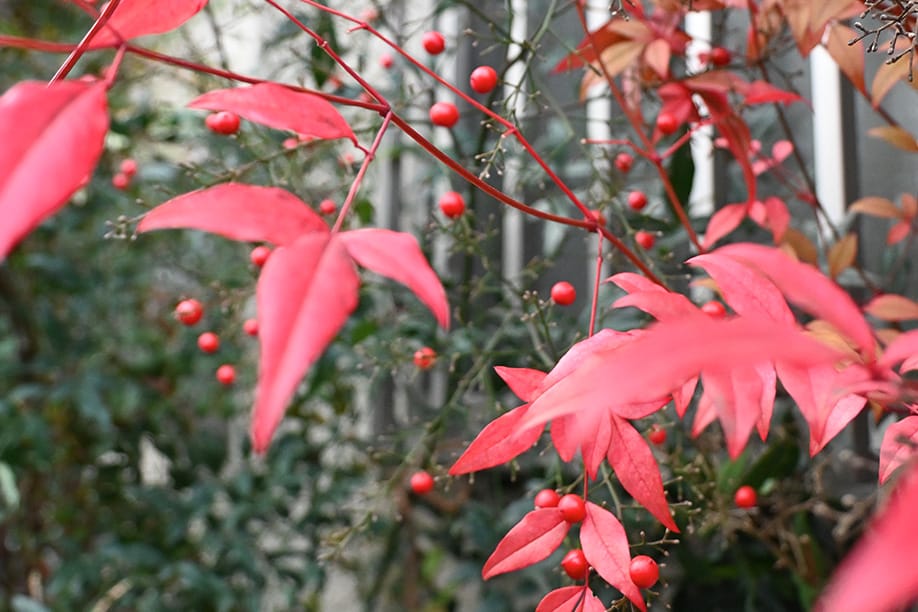 Z fcスペシャルコンテンツの作品