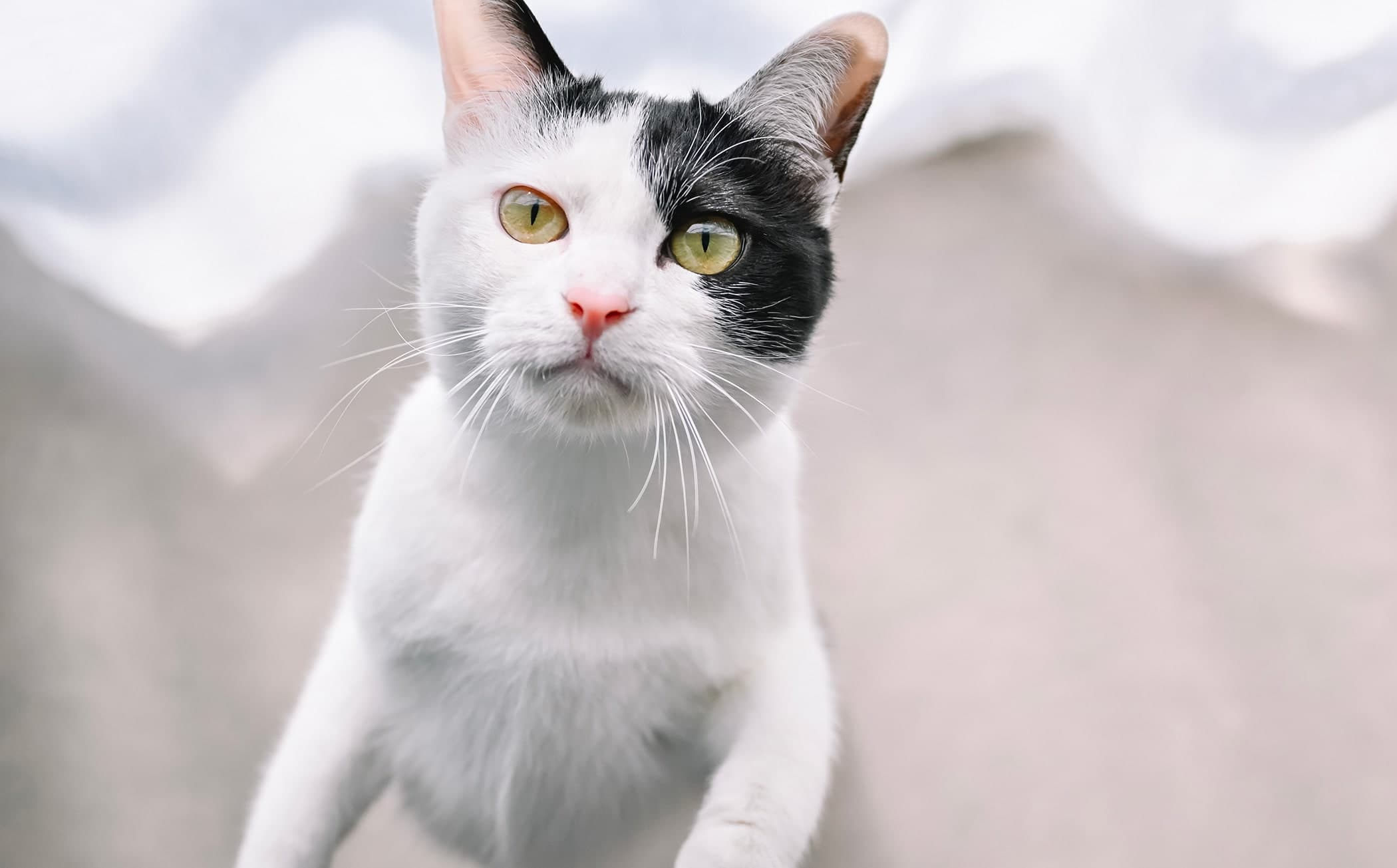 カメラ任せでピントが合うから、2度とない一瞬を逃さない！