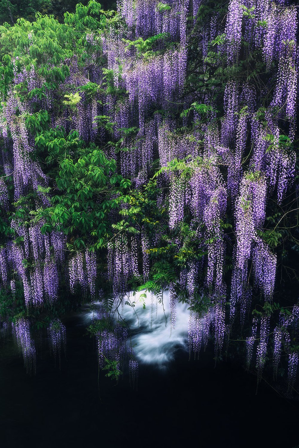 藤の花房と流れる川面