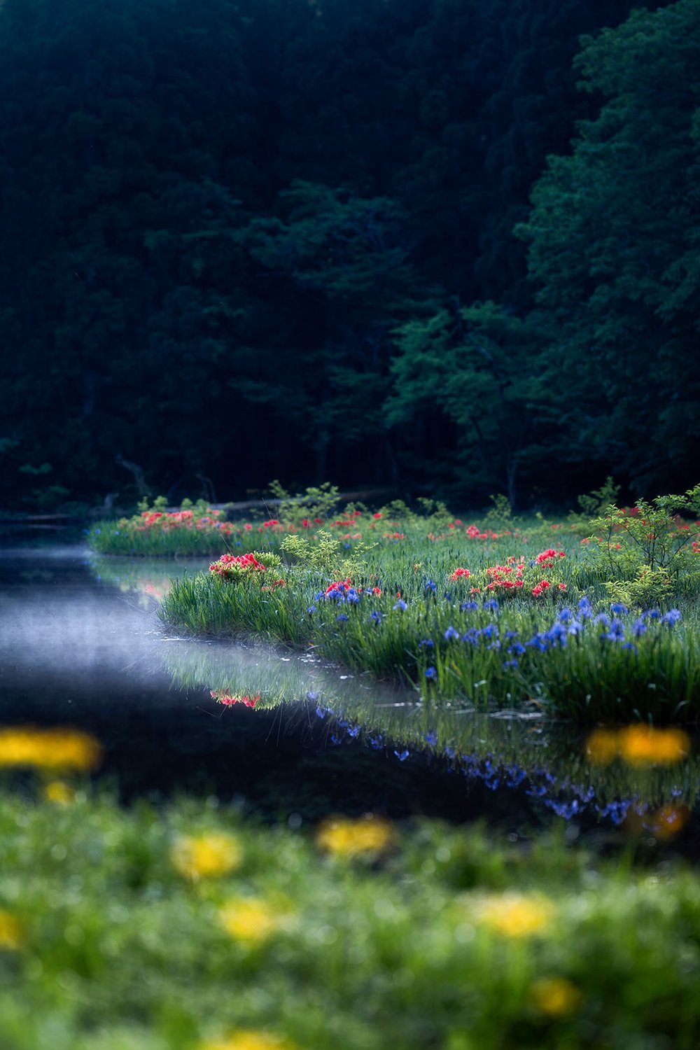 霧の水辺に咲く赤と青の花
