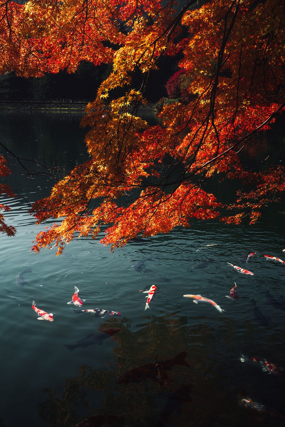紅葉の下を泳ぐ錦鯉