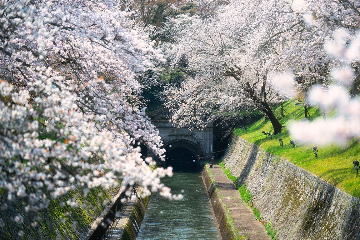 満開の桜のトンネルと石造りの水路