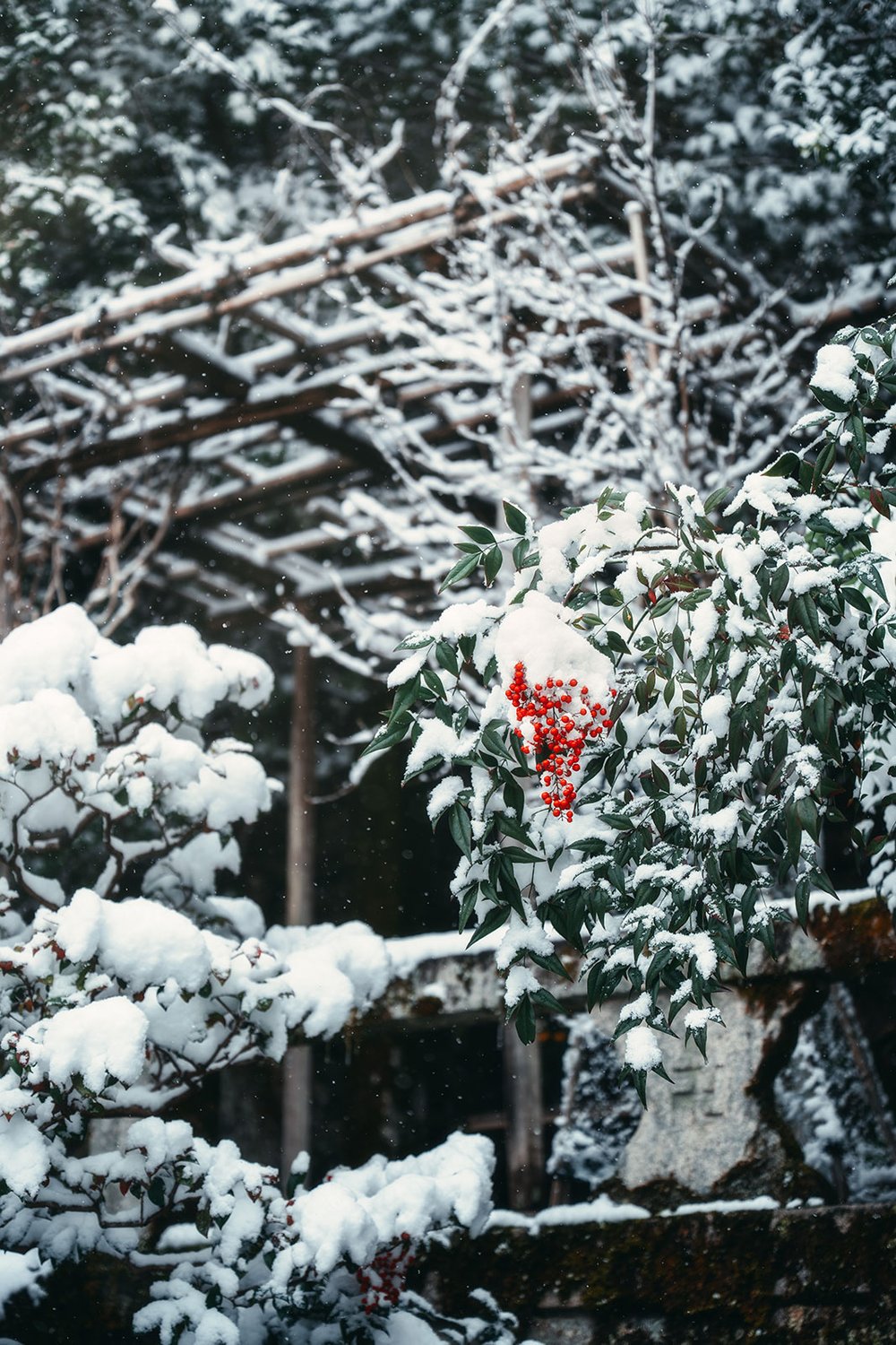 雪をかぶった南天の赤い実と雪景色の庭