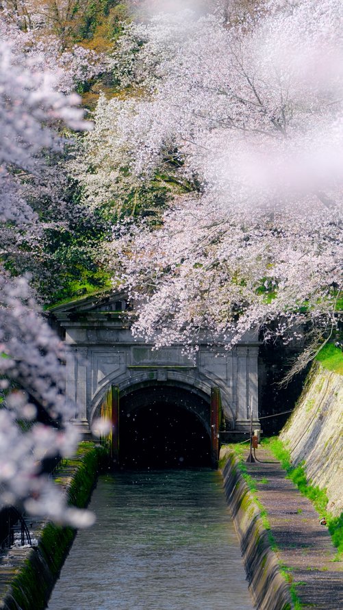 満開の桜に包まれた石造りのトンネルと水路