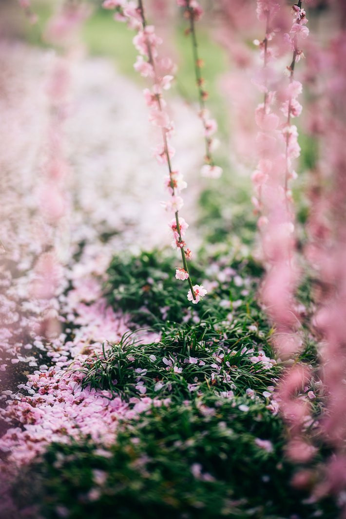 しだれ梅の花房と散った花びらに覆われた庭