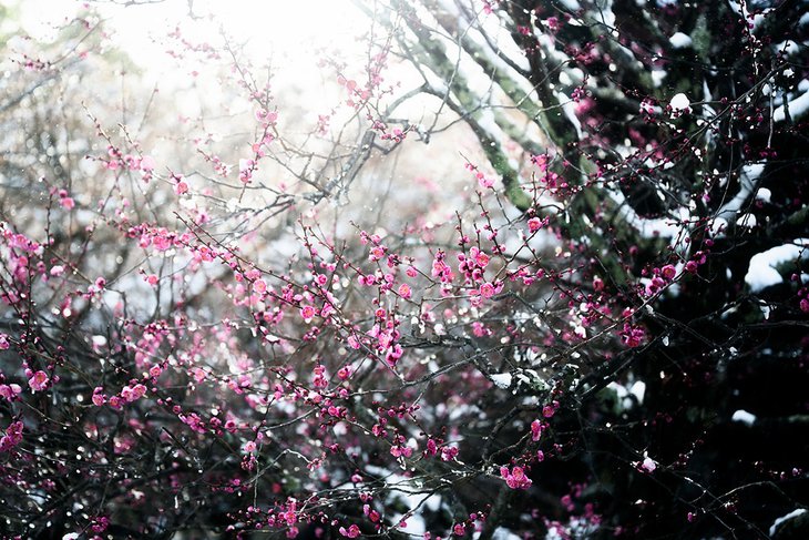 雪の中で咲く紅梅