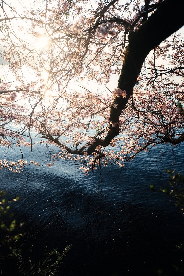湖面越しに差し込む夕日と桜の枝
