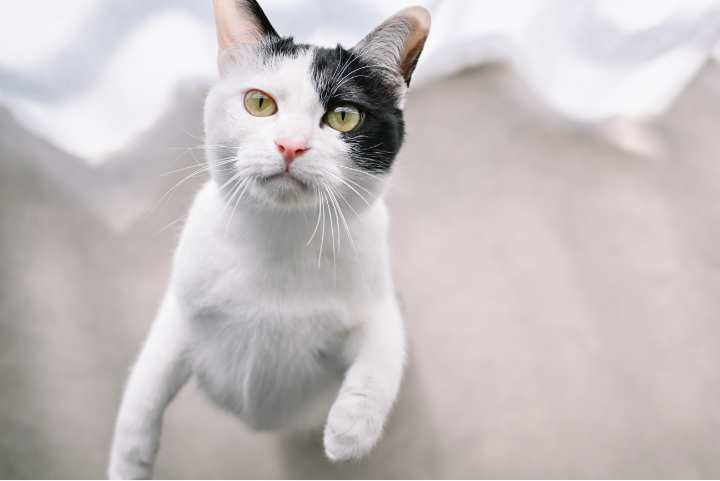 猫の画像