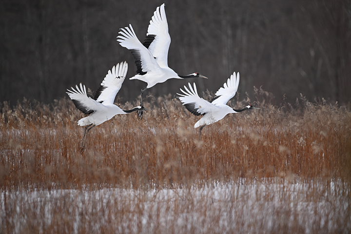 NIKKOR Z 800mm f/6.3 VR S の作例写真