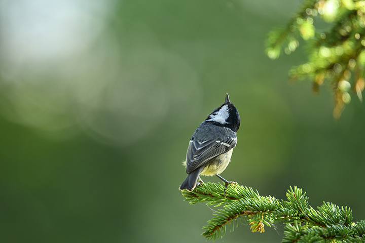 NIKKOR Z 800mm f/6.3 VR S の作例写真