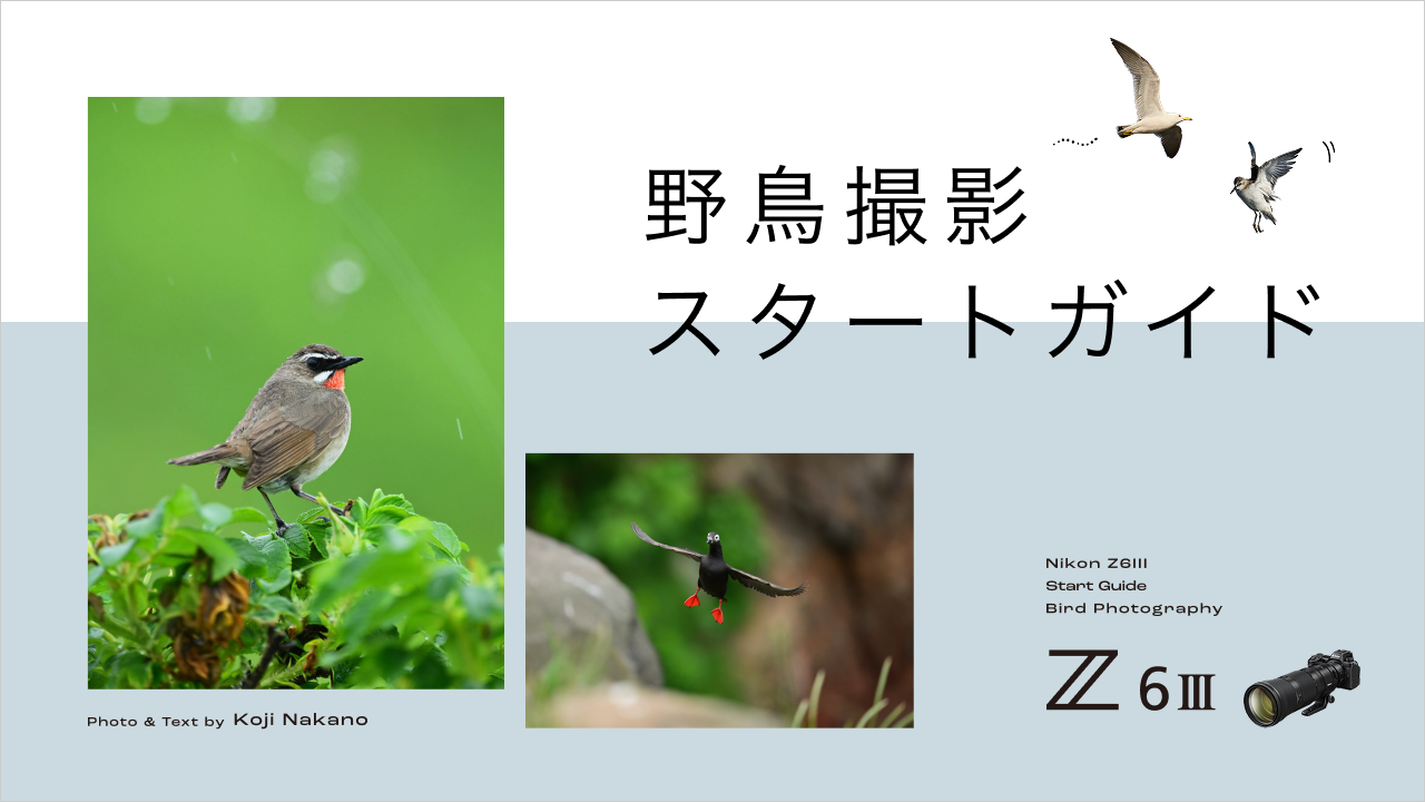 野鳥撮影スタートガイド