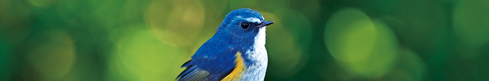 バードウォッチング