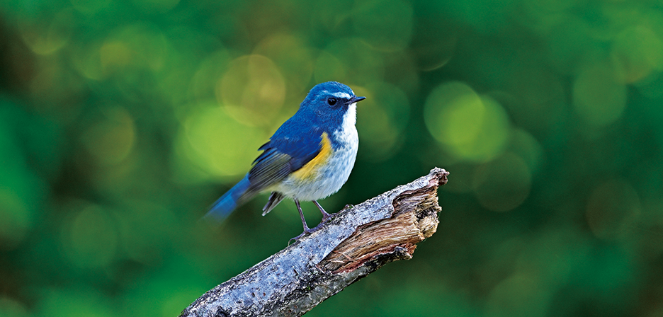 野鳥のイメージ画像