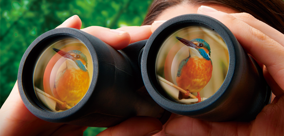 双眼鏡で野鳥を観察している様子