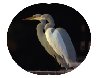 眼幅が合っていない場合の見え方