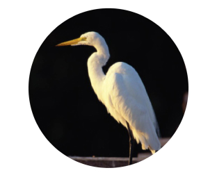 眼幅が合っている場合の見え方