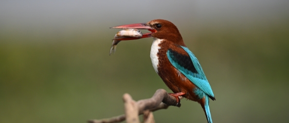 「野鳥撮影」におすすめのレンズ
