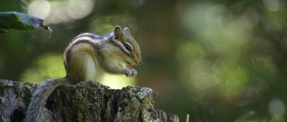 野鳥/動物撮影におすすめ