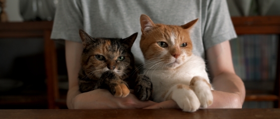 風景撮影におすすめ