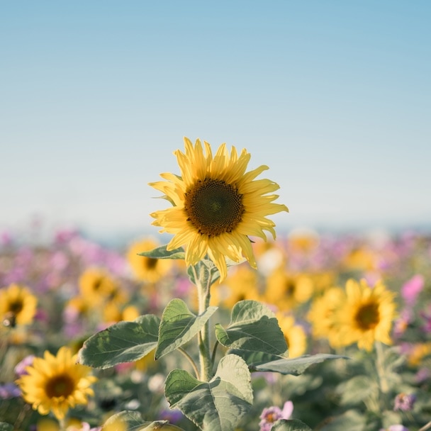 ＜日の丸構図＞主役が引き立つ、シンプルで心地よい写真構図