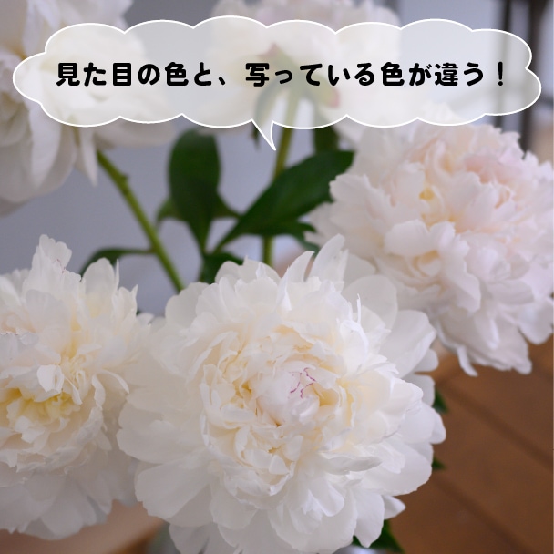 見えている白色と違って青や黄味がかっちゃう...どう直す？