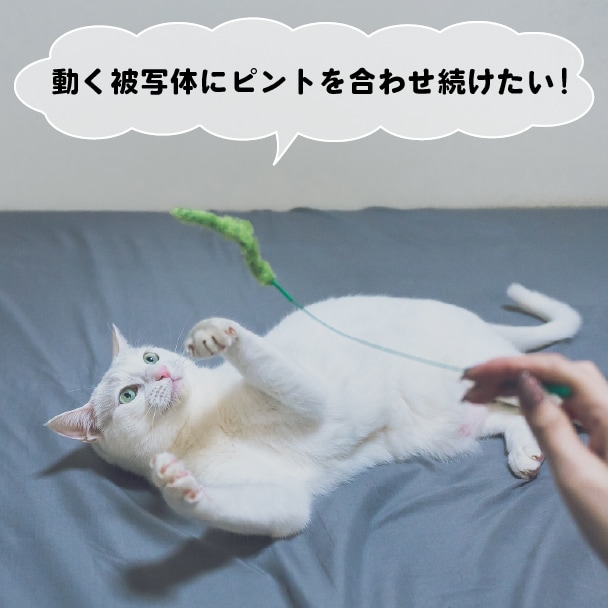 動く被写体にピントを合わせ続けたい！カメラにお任せできる？