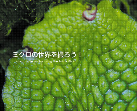 ミクロの世界を撮ろう！ How to take photos useing the Fabre Photo.
