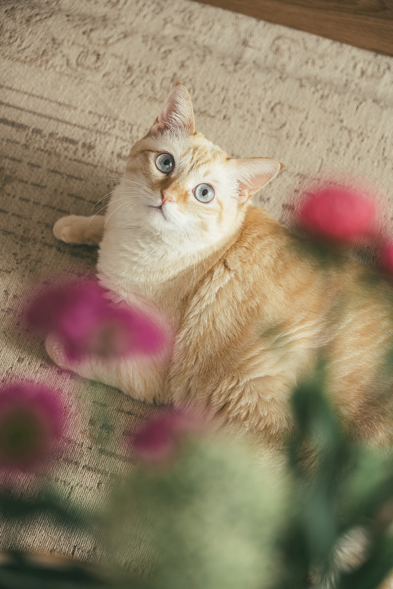 加藤 光×NIKKOR Z DX 16-50mm f/2.8 VR作品