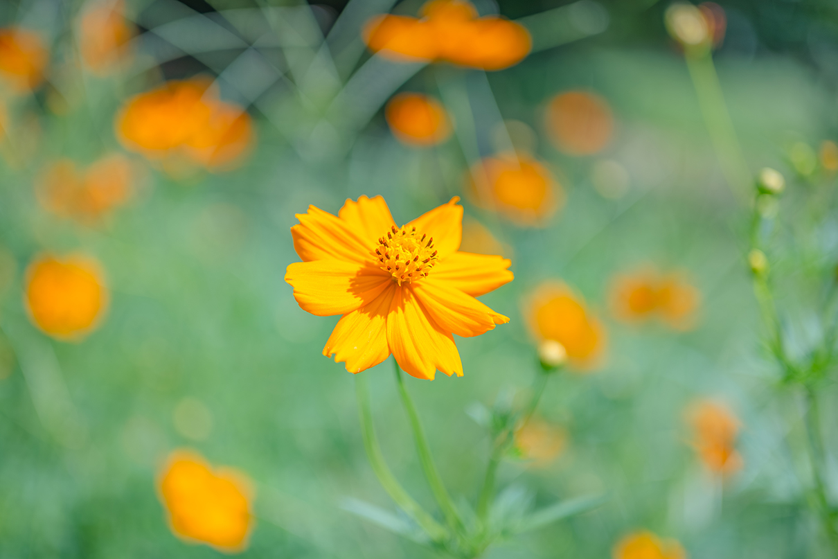 6151×NIKKOR Z DX MC 35mm f/1.7作品