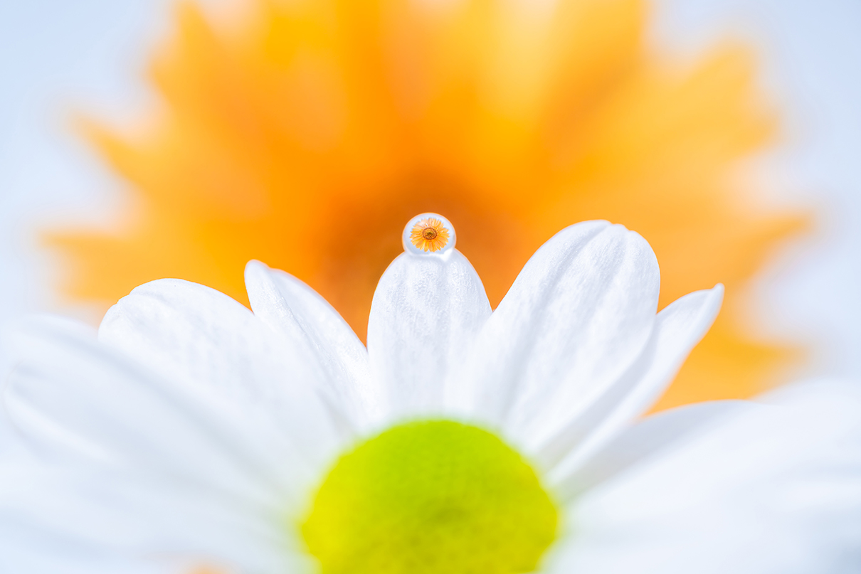 6151×NIKKOR Z DX MC 35mm f/1.7作品