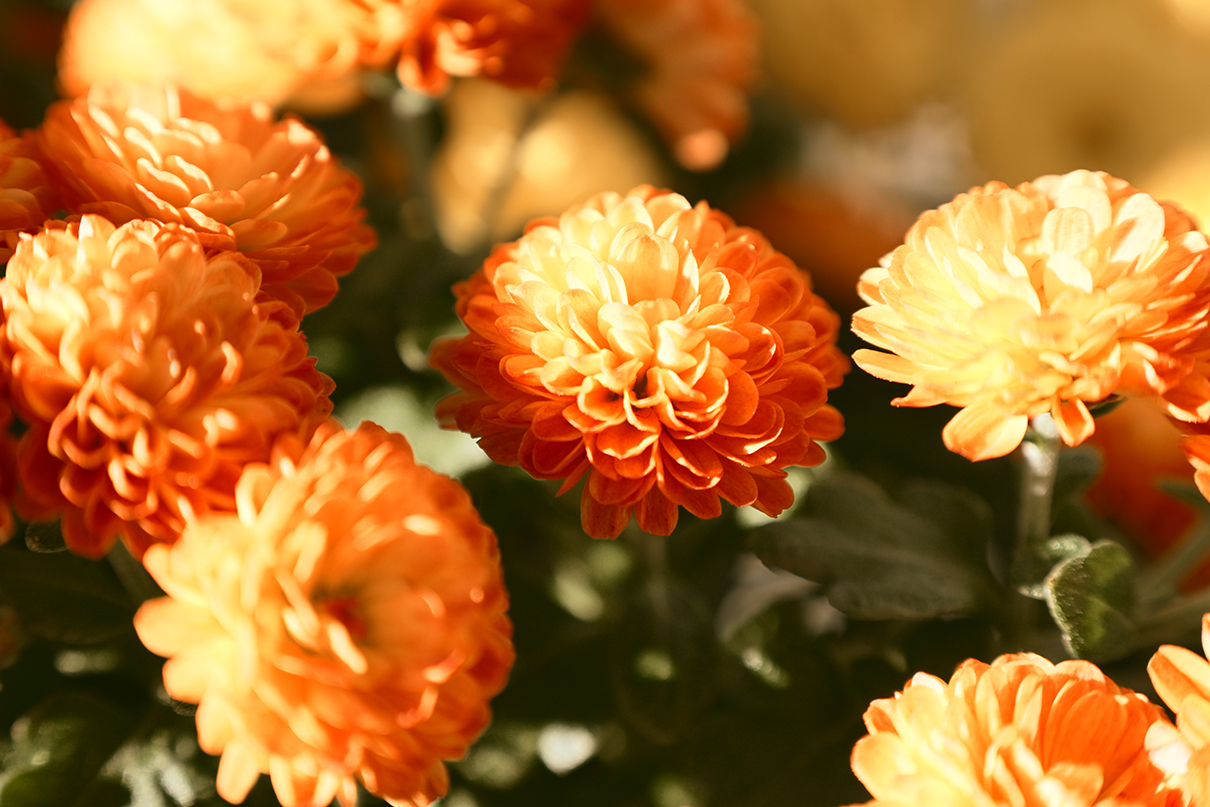 甘夏 蜜柑 Mikan Amanatsu×NIKKOR Z 24-105mm f/4-7.1作品