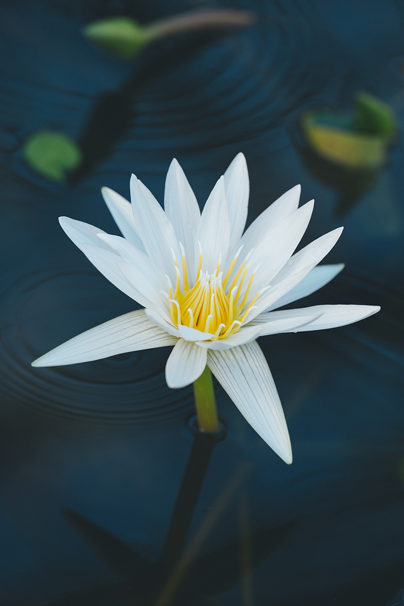 Shohki Eno×NIKKOR Z 70-200mm f/2.8 VR S II作品