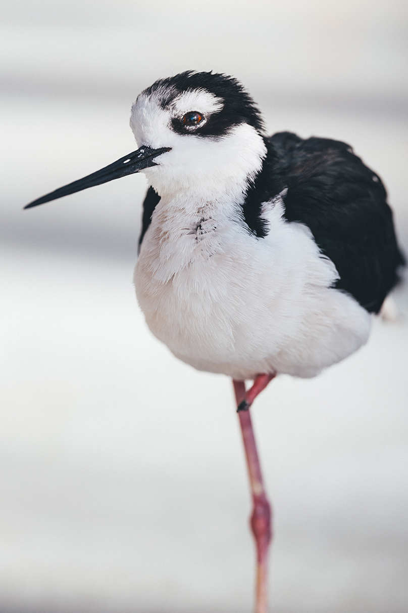 Shohki Eno×NIKKOR Z 70-200mm f/2.8 VR S II作品