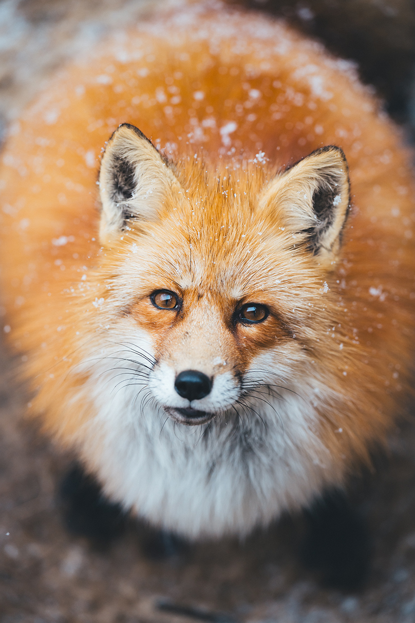 Shohki Eno×NIKKOR Z 70-200mm f/2.8 VR S II作品