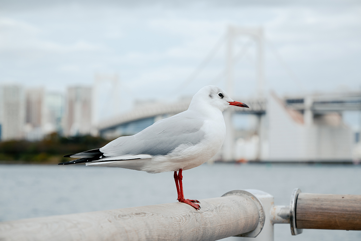 しふぉん Shiho Kawahara×NIKKOR Z 24-105mm f/4-7.1作品