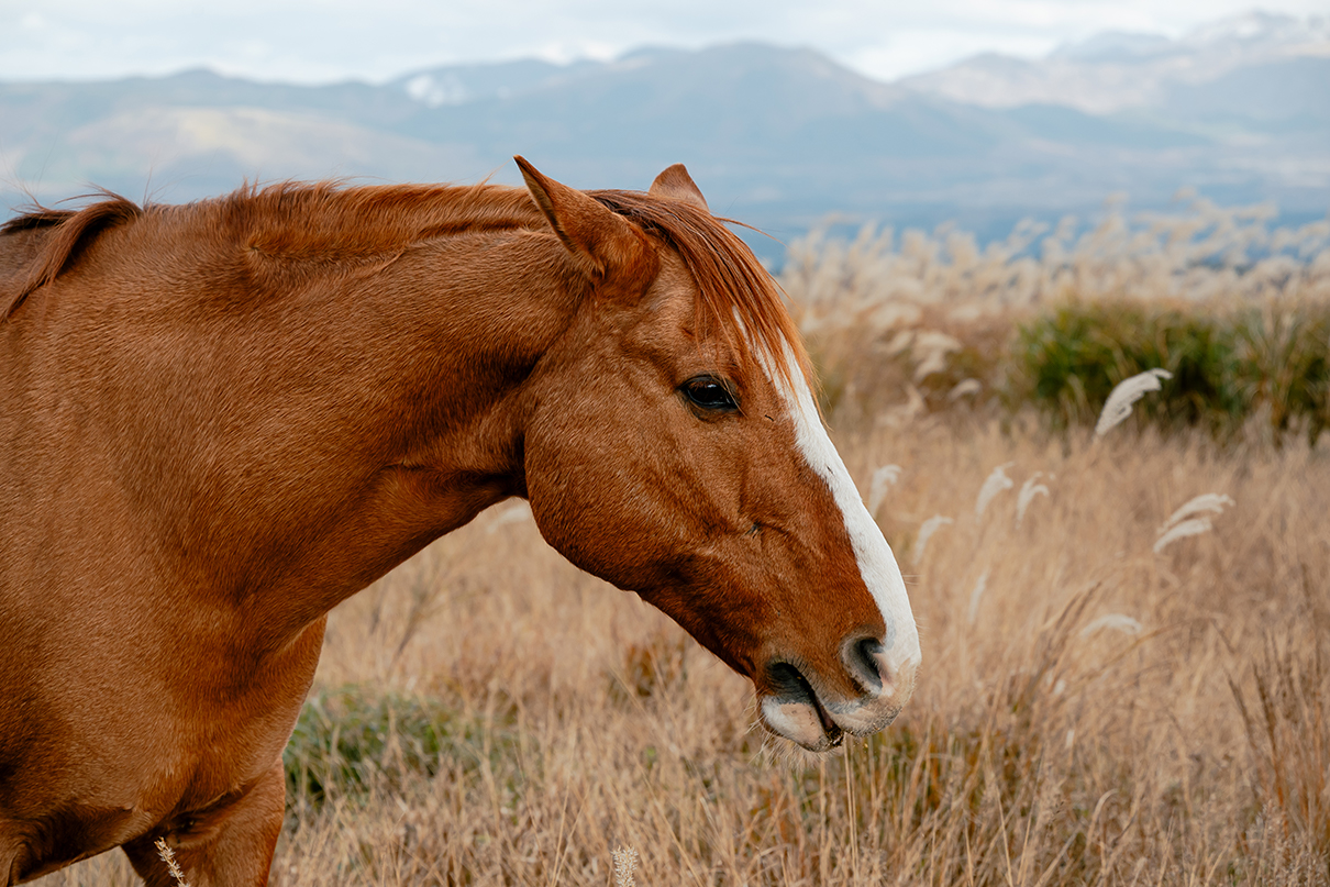 しふぉん Shiho Kawahara×NIKKOR Z 24-105mm f/4-7.1作品