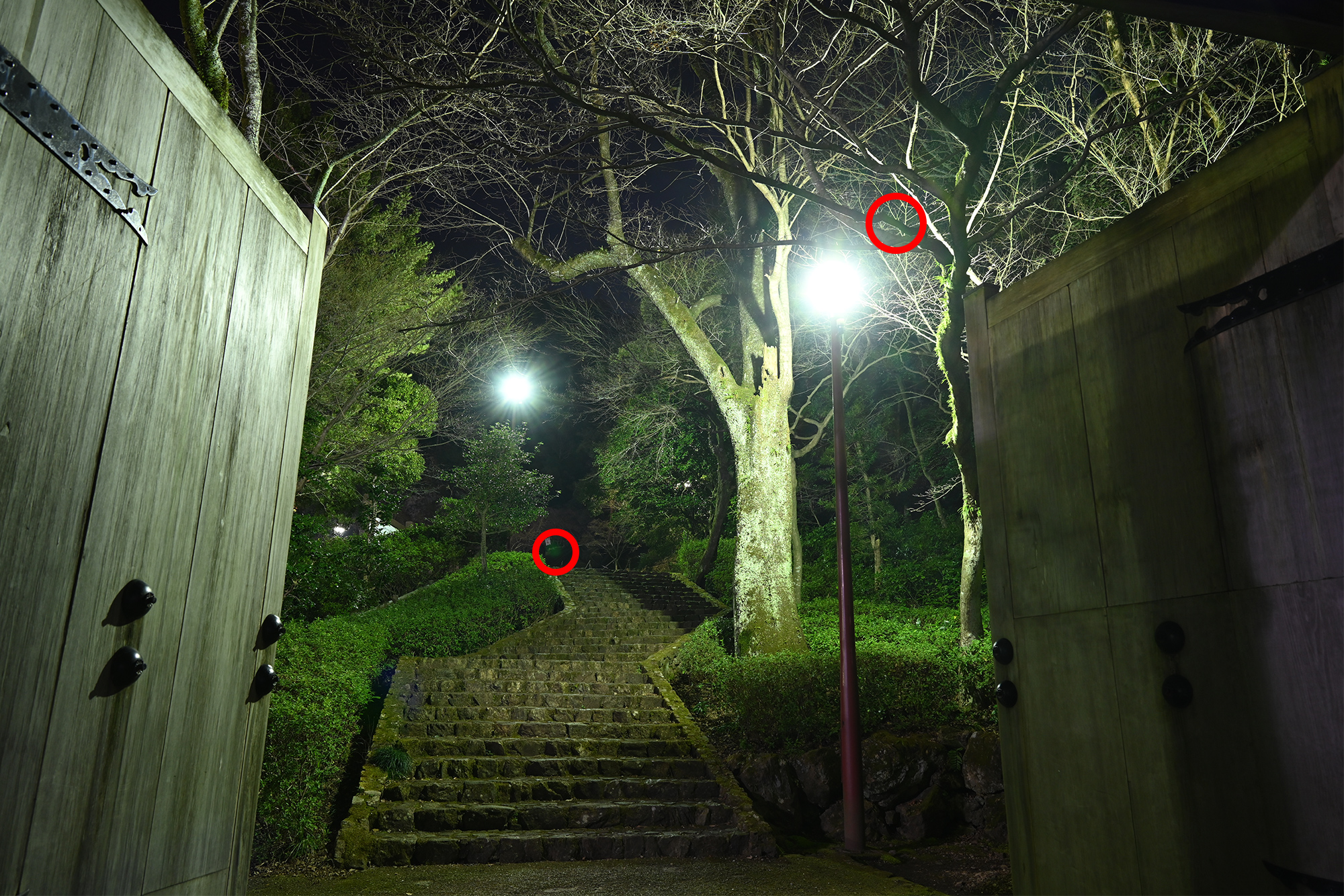 アルネオコート比較写真:NIKKOR Z 24-70mm f/2.8 S