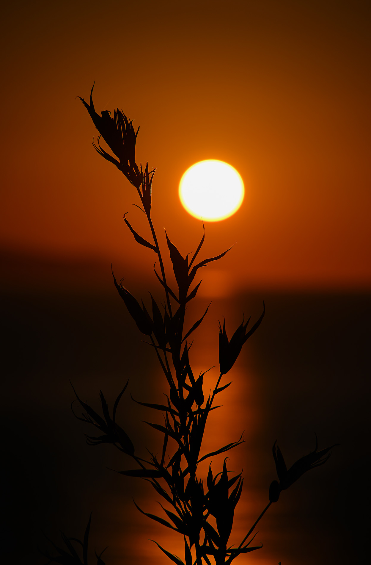 石田 卓士×NIKKOR Z 100-400mm f/4.5-5.6 VR S作品