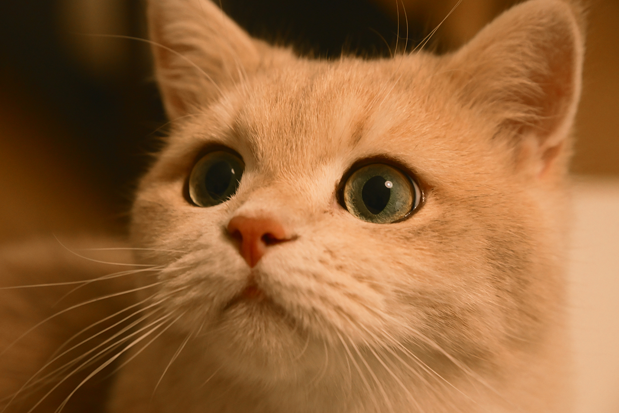 甘夏 蜜柑 Mikan Amanatsu×NIKKOR Z 24-105mm f/4-7.1作品