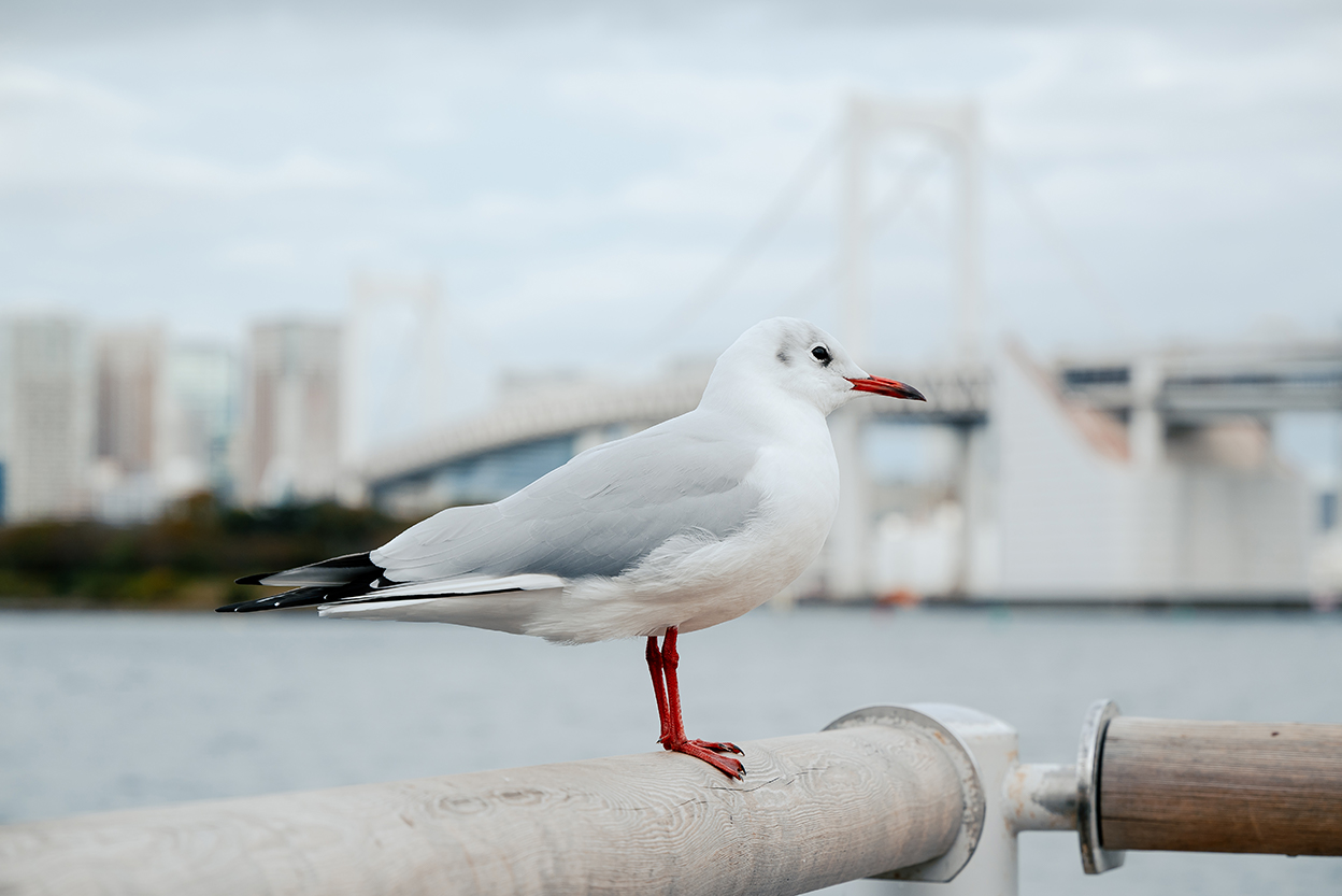 しふぉん Shiho Kawahara×NIKKOR Z 24-105mm f/4-7.1作品