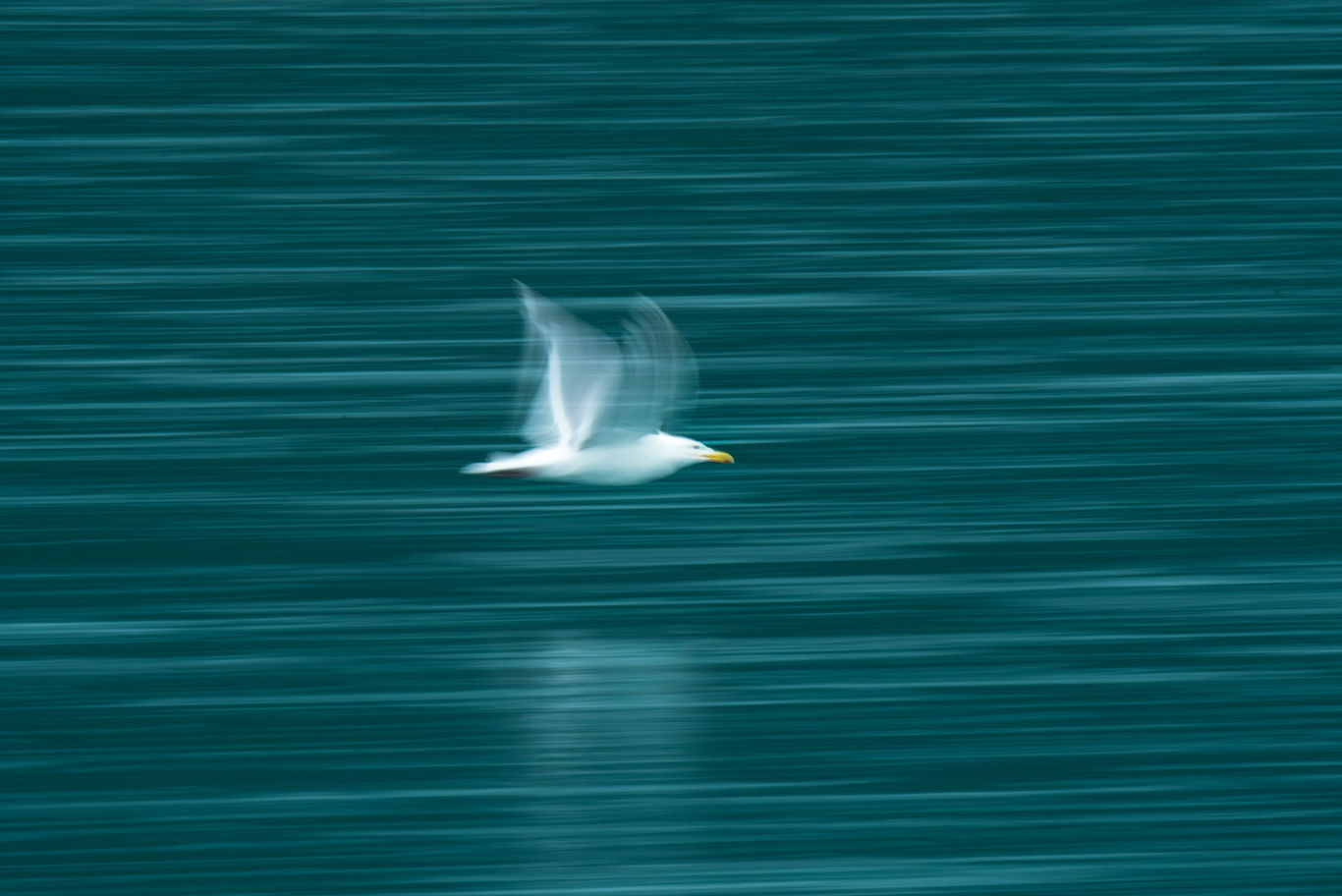 Seagull