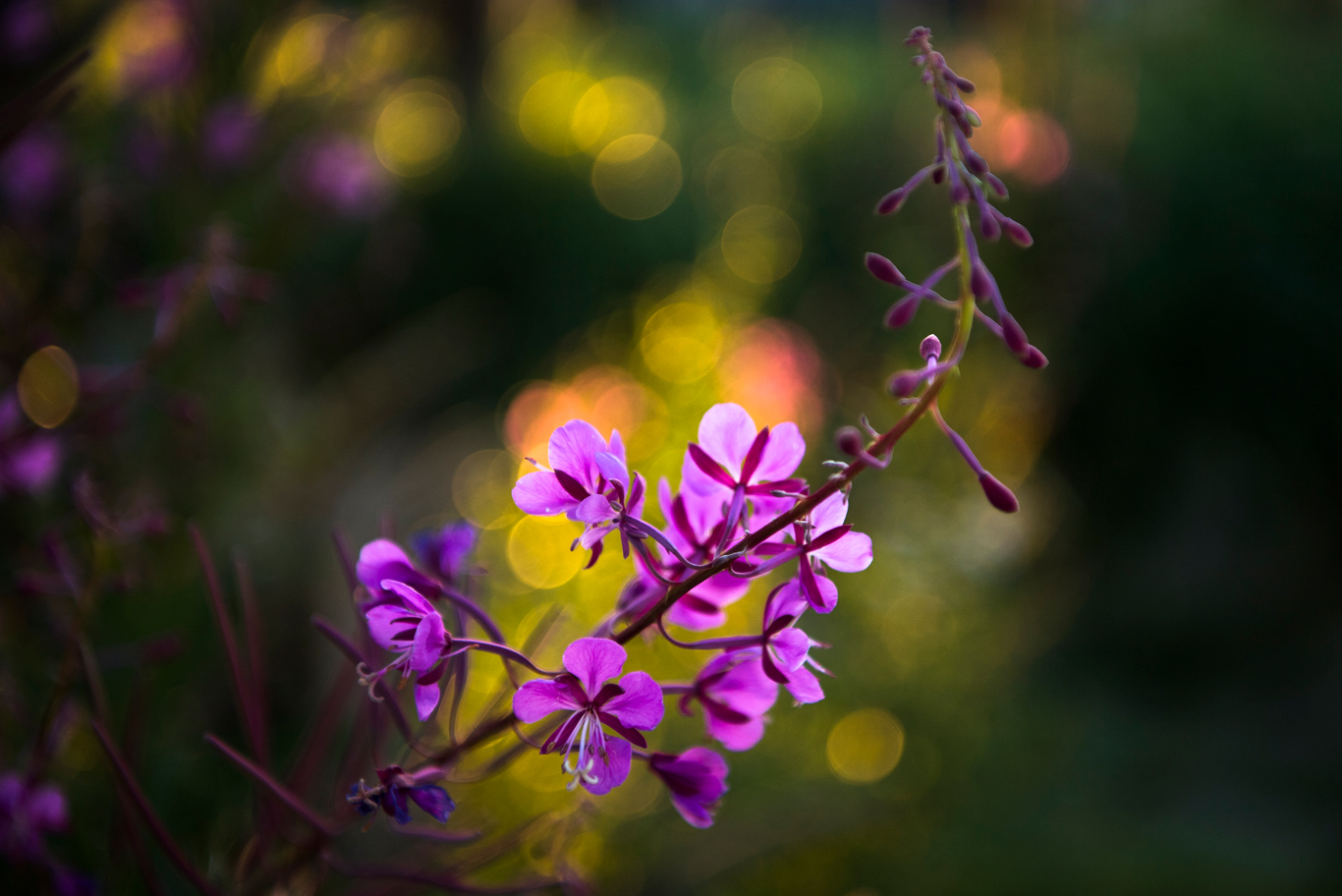 短い夏の花