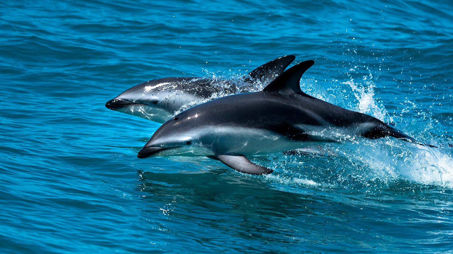 嬉しそうに飛び跳ねるダスキー・ドルフィン