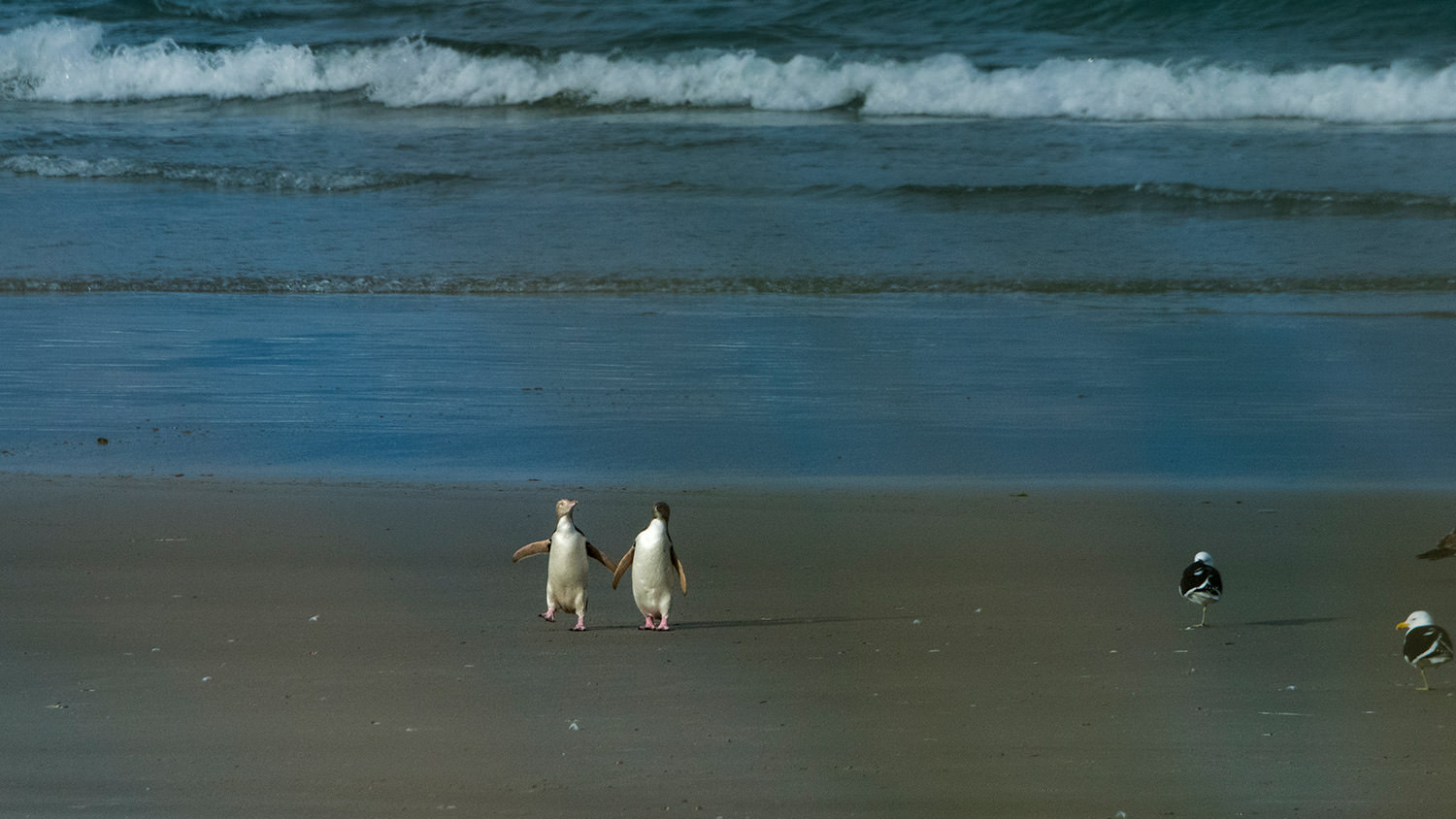 イエローアイド・ペンギンのカップル